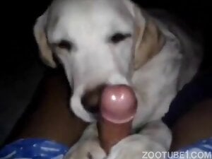 Awesome sex scene with a dog that licks dick in POV