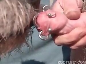 Dude lets his pierced cock get licked by a beast