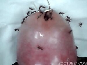 More ants are going to colonize his hard cock too