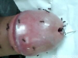 Dude lets ants crawl inside his urethra cuz it's fun