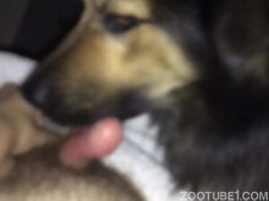 Dude's nice boner is getting licked by a sexy mutt