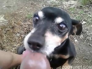 Dog And Manush Sex Video - Man and Animals Zoophilia Porn Videos / Page 3