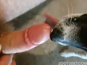 Guy shows the way he fucks his dog's horny mouth