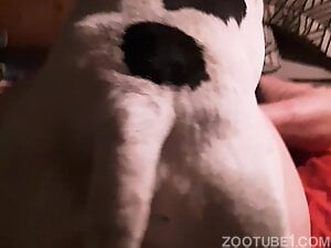 Sexy animal pounding away at that horny bitch