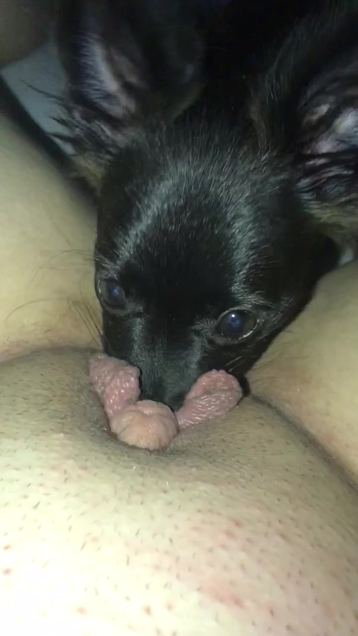 Dog eating dripping pussy