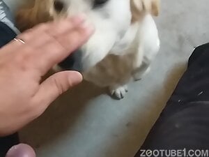 Dude strokes the dick to give this dog a hot facial