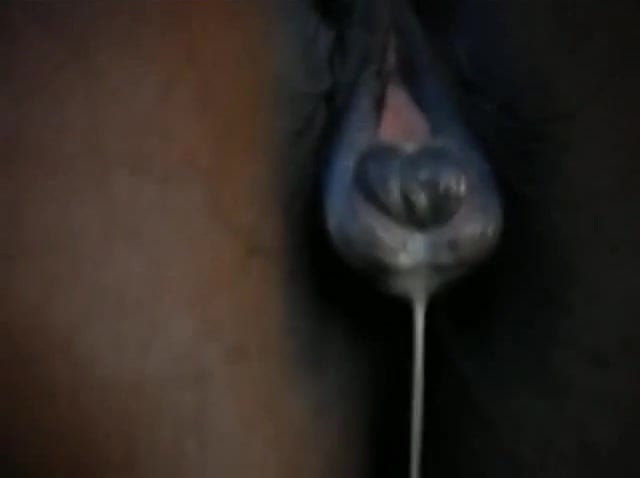 640px x 478px - Horse pussy starts gushing in a hot closeup scene