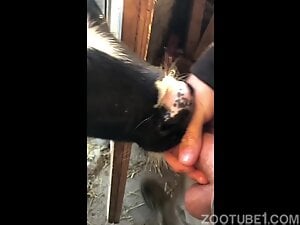 Dude shows his dick and fucks the cow's mouth