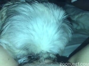Pretty pussy gets licked by a sexy white dog in POV