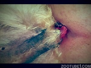 Tight guy's tight ass destroyed by a dog's hard cock