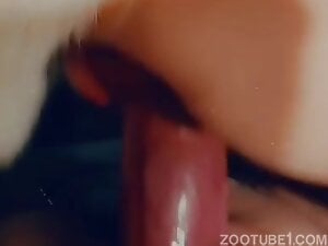 Hot pussy devouring a large dog penis in a kinky vid