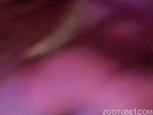 Dog porn scene with a closeup blowjob from a MILF