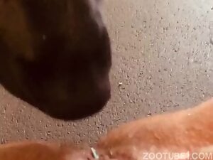 Closeup cunnilingus scene showing a dog licker