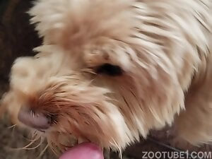 Shaggy dog licking his cock in POV to make him cum