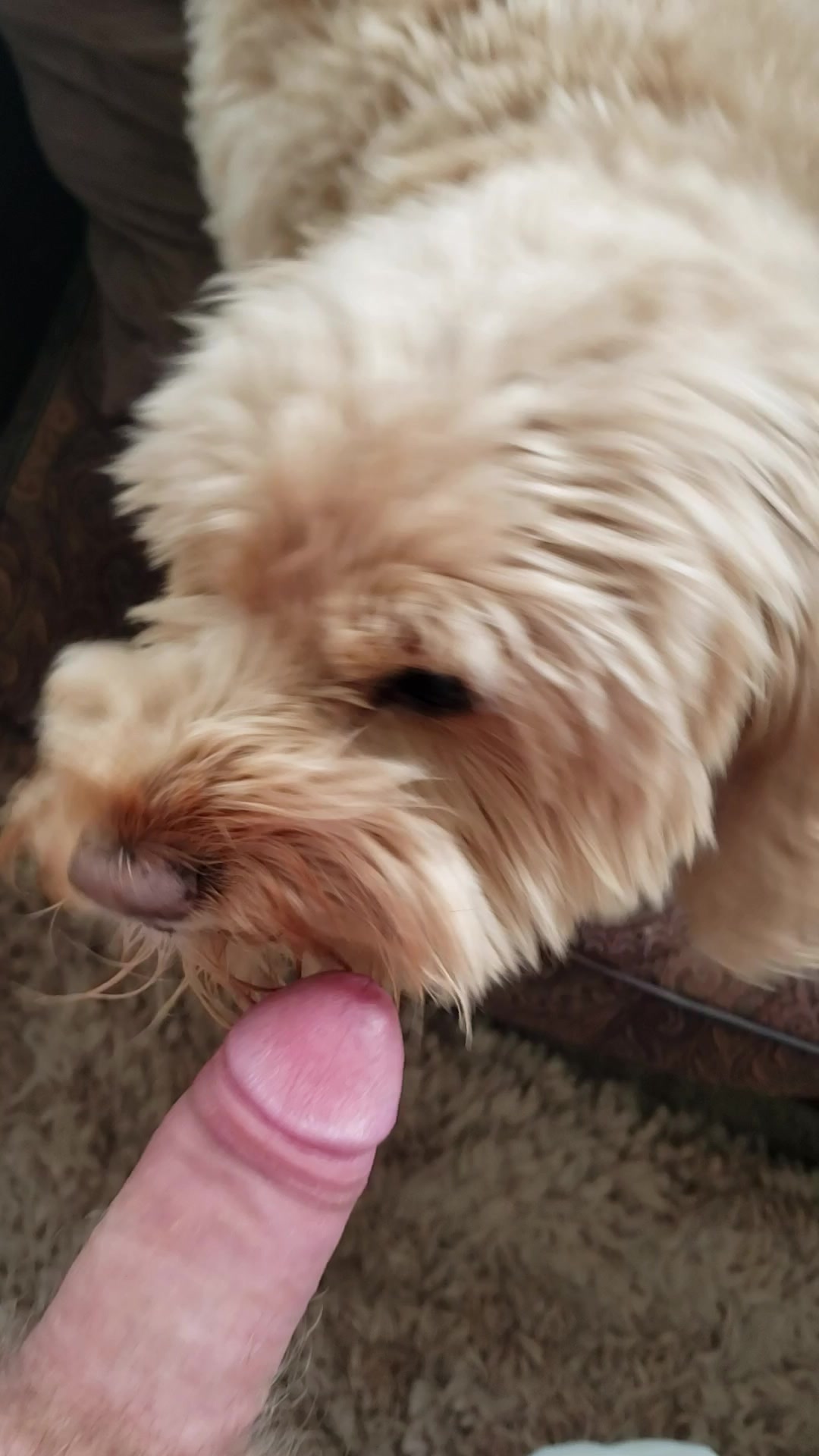 Shaggy dog licking his cock in POV to make him cum