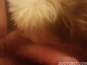 Hairy cock is being actively pleasured by a dog