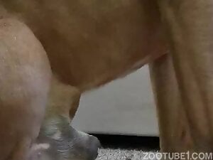Nothing can prevent this dog from enjoying a handjob