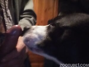 Guy inserting his penis in the dog's needy mouth