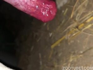 Dog's red penis is gonna be showcased in a closeup vid
