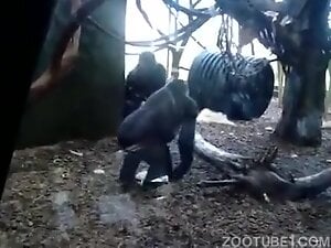 Sexy gorilla showing off its ass to tease you