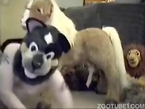 Furry hottie is going to let the dog fuck that  mouth