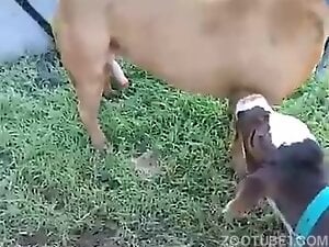 Cow is going to lick that twat while still outdoors