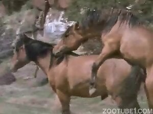 Animal on animal fucking compilation with hot orgasms