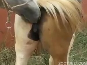 Horse pussy is going to get boinked by a stallion