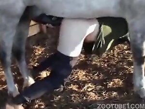 Dude with pulled down pants fucked by a white horse