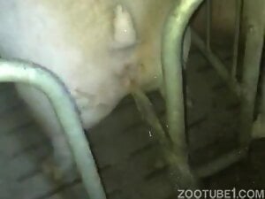 Dude wants the pig to piss on his cock so he can cum