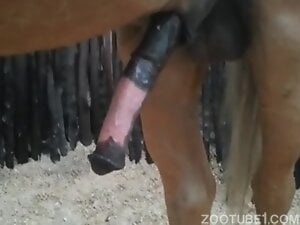 Horse cock hard on 01