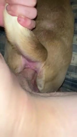 Dog Butt - Faggot gapes dogs ass