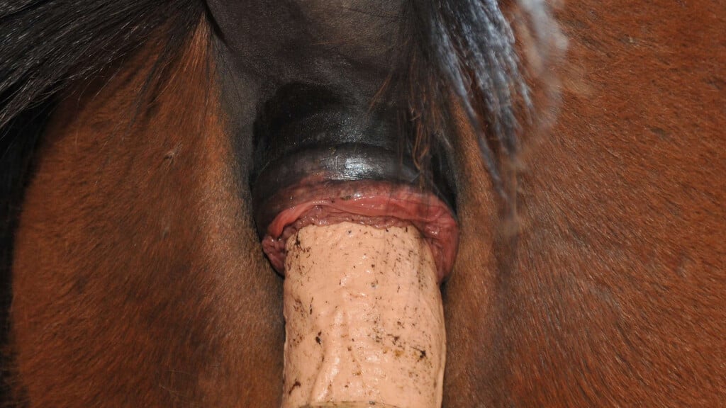Dog And Horse Dildo Porn - Dildo goes up mares tailhole / Zoo Tube 1