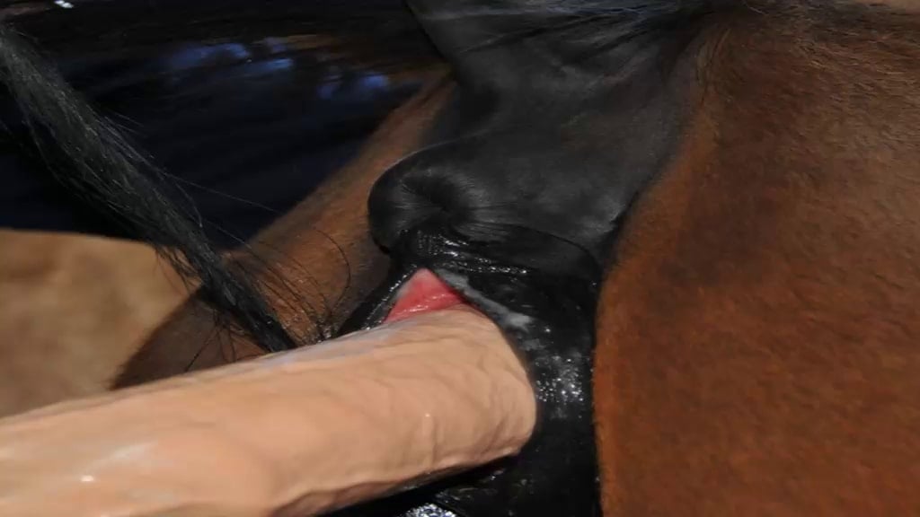 Dildo Porn Horse - Mare gets dildo tested on her / Zoo Tube 1