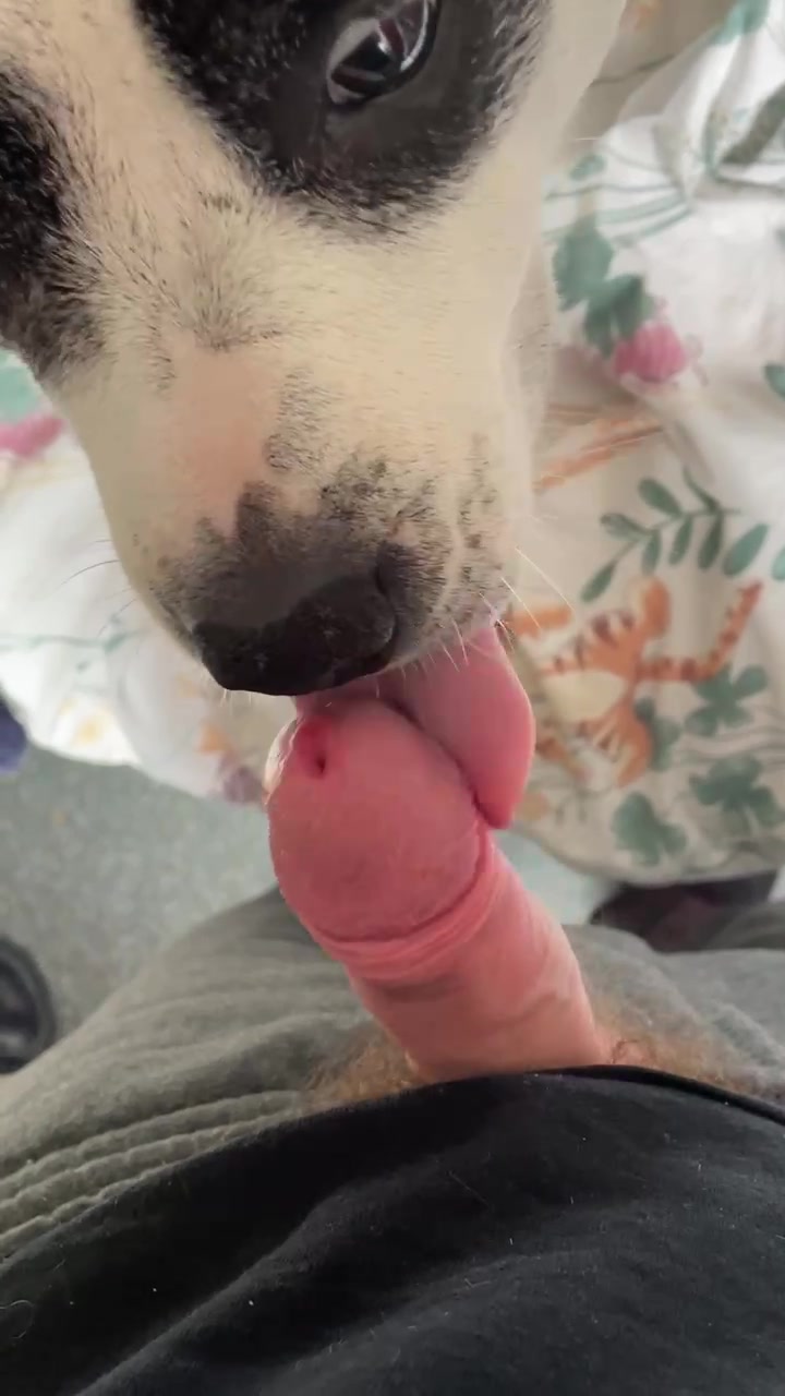 Dog gives blowjob