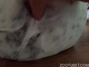 Female dog anus fingering