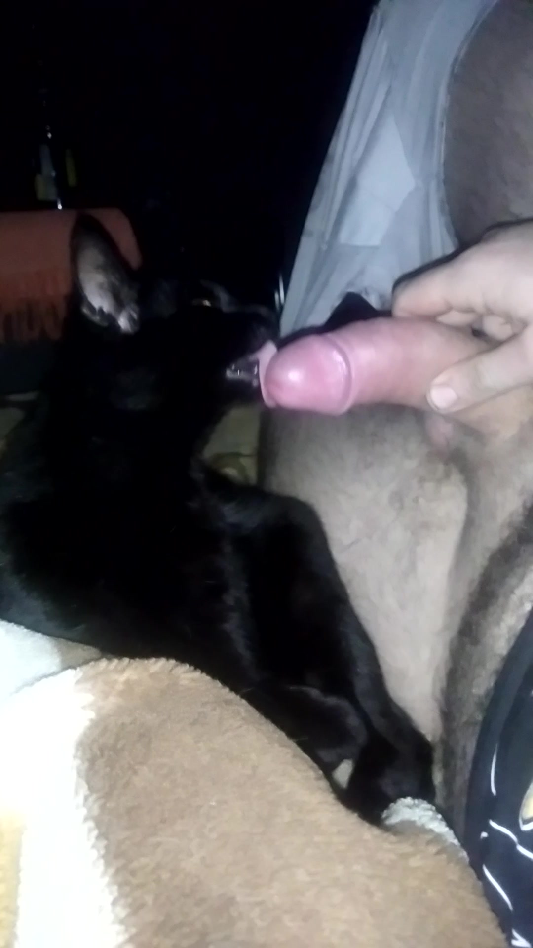 Cat licking cock