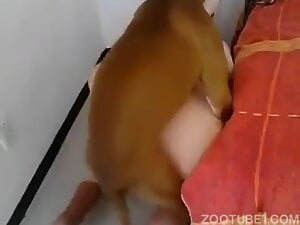 Wife having sex with her dog at bedside