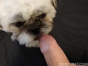 Little boy dog licks my foreskin feels so good