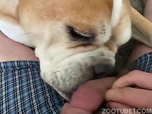Hot and delicious blowjob from dog