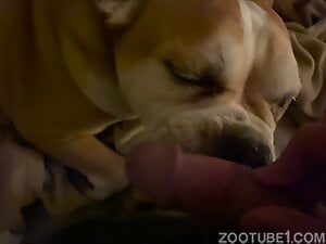 Passionate dick sucking by dog