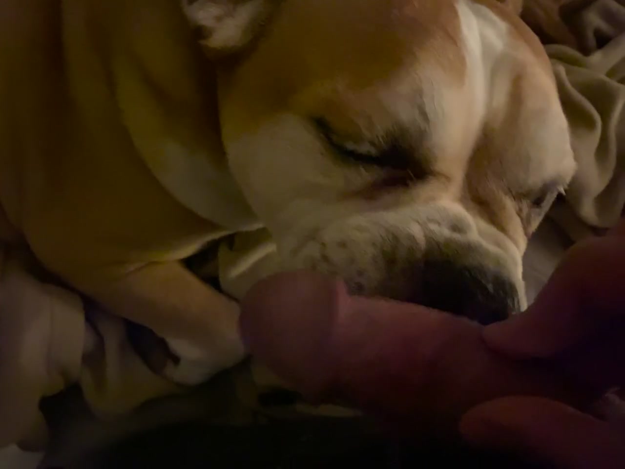 Passionate Dick Sucking By Dog