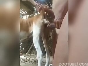 Dog And Mansex - Animal Sex Animal Porn Videos / Most Viewed / Page 3