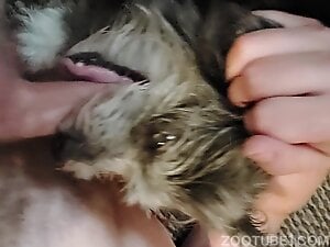 Dogs right throat fucked