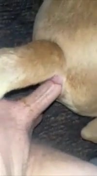 Dog Anal - MALE Dog ANAL backfrmweektrip Lngst he gone w/o my cock