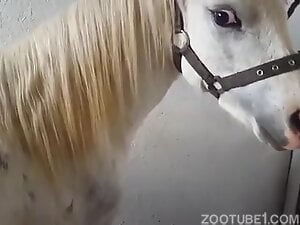 Pony Stallion fisting