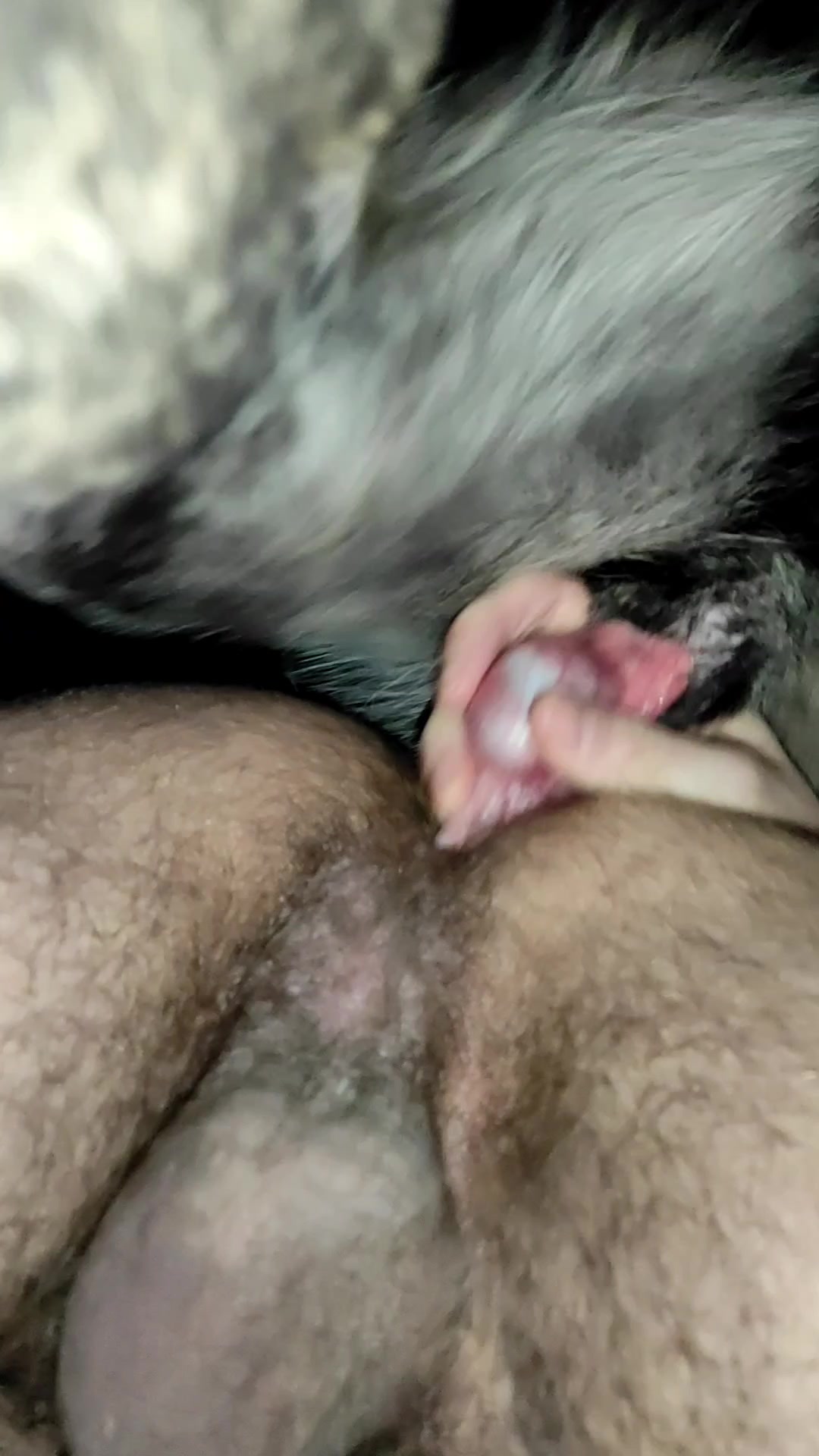 Dog cums in ass