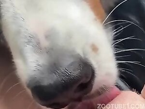 dog licking pussy first time