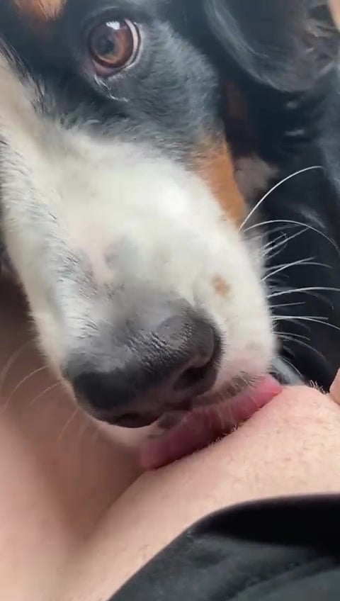 Dog Lick Woman Porn - dog licking pussy first time