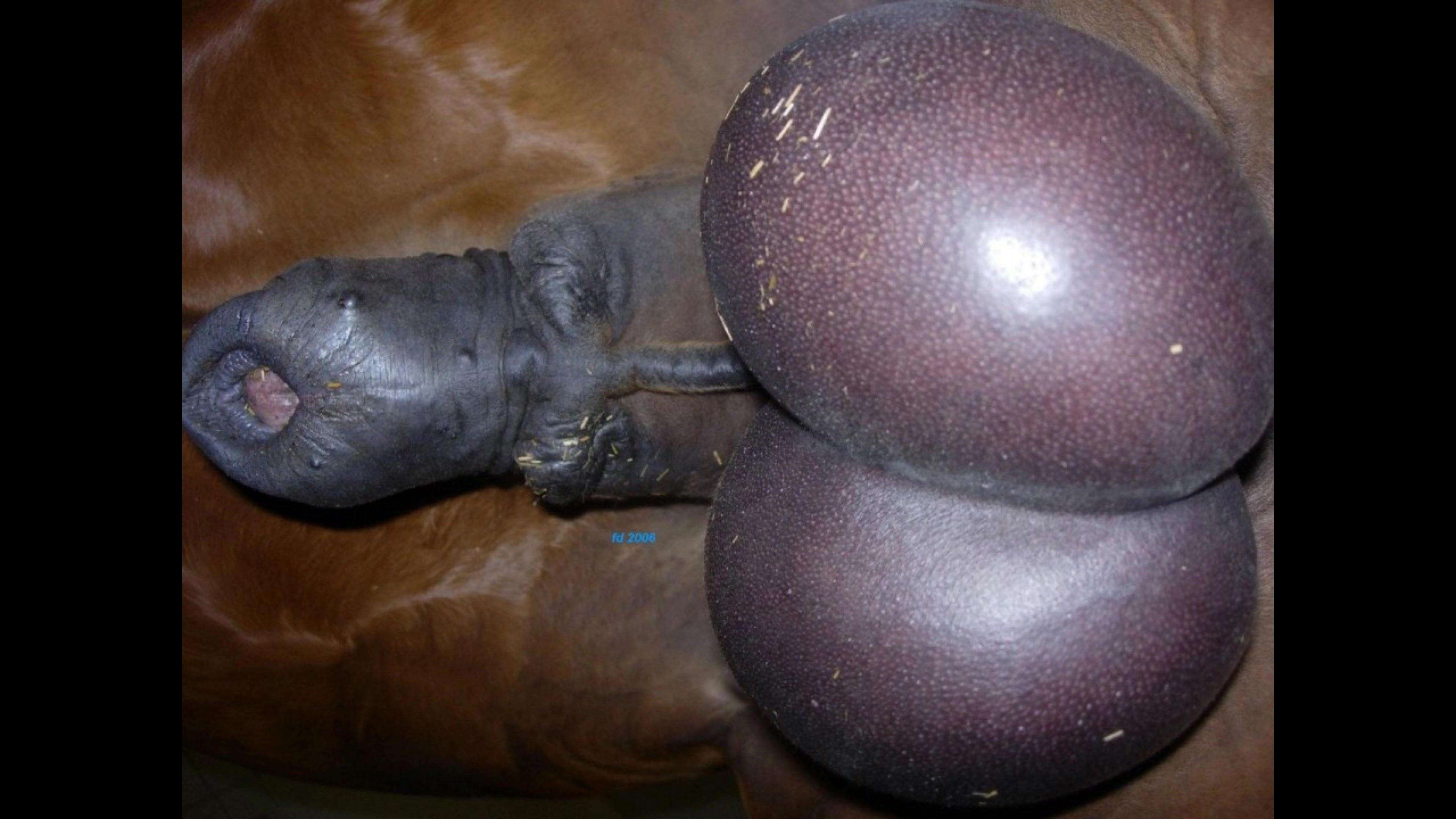 Heavy Swinging Horse Balls / Zoo Tube 1